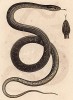 Ядовитая змея Coclopeltis lacertina (лат.) (из Naturgeschichte der Amphibien in ihren Sämmtlichen hauptformen. Вена. 1864 год)
