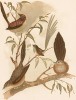 1.Полосатый травяной малюр, Amytis striatus. 2,4.Толстоклювый травяной малюр, Amytis textilis, или Amytis macrourus. 3.Краснолобый мягкохвостый малюр, мягкохвостка, Stipiturus malachurus (лат.). The Birds of Australia... Т.V, л.XXIII. Мельбурн, 1891