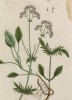 Валериана (Valeriána (лат.)) — род травянистых растений семейства валериановые, включающий более двухсот видов. Латинское название происходит от valere — быть здоровым (лист 484 "Гербария" Элизабет Блеквелл, изданного в Нюрнберге в 1760 году)