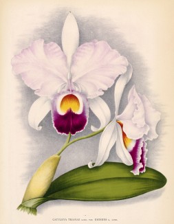 Орхидея CATTLEYA TRIANAE EMINENS (лат.) (лист DLXX Lindenia Iconographie des Orchidées - обширнейшей в истории иконографии орхидей. Брюссель, 1897)