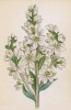 Чемерица белая (Veratrum album (лат.)) (лист 400 известной работы Йозефа Карла Вебера "Растения Альп", изданной в Мюнхене в 1872 году)