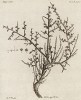 Растение солянка (Salsola). Из атласа к знаменитой работе "Путешествия профессора Палласа в разные провинции Российской Империи". Париж, 1794