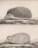Ёжик & бритый ёжик (лист VI иллюстраций к восьмому тому знаменитой "Естественной истории" графа де Бюффона, изданному в Париже в 1760 году)