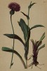 Чертополох (Carduus defloratus (лат.)) (из Atlas der Alpenflora. Дрезден. 1897 год. Том V. Лист 475)
