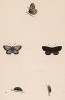 Бабочка голубянка аргус (лат. Papilio Argus, Idas), её гусеница и куколка. History of British Butterflies Френсиса Морриса. Лондон, 1870, л.61