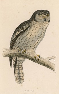 Ястребиный сыч (Hawk Owl (англ.))