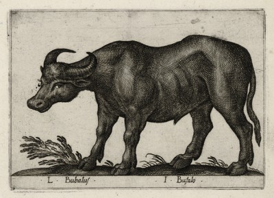 Буйвол (лист из альбома Nova raccolta de li animali piu curiosi del mondo disegnati et intagliati da Antonio Tempesta... Рим. 1651 год)