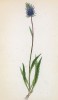 Кольник Микеля (Phyteuma Michelii (лат.)) (лист 252 известной работы Йозефа Карла Вебера "Растения Альп", изданной в Мюнхене в 1872 году)