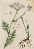 Таволга, или лабазник (Filipendula лат.)) — род многолетних трав семейства розовые. Русское название трясулька -- калька с латинского названия Filipendula (лист 467 "Гербария" Элизабет Блеквелл, изданного в Нюрнберге в 1760 году)