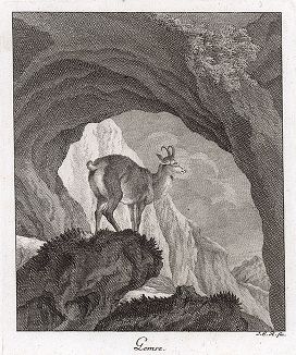 Серна или чёрный козел. Гравюра Иоганна Элиаса Ридингера из Entwurff Einiger Thiere ..., Аугсбург, 1740. 
