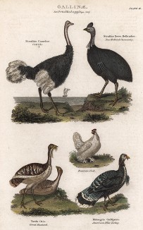 Страусы, куры и индюк. По мотивам гравюр Джорджа Эдвардса. A Natural History of Uncommon Birds, and of Some Other Rare and Undescribed Animals, Quadrupeds, Reptiles, Fishes... Лондон, 1838