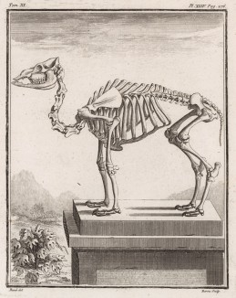 Скелет верблюда (лист XXIV иллюстраций к одиннадцатому тому знаменитой "Естественной истории" графа де Бюффона, изданному в Париже в 1764 году)