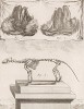 Скелет (лист XXXV иллюстраций к девятому тому знаменитой "Естественной истории" графа де Бюффона, изданному в Париже в 1761 году)