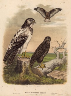 Большой, или обыкновенный, сарыч в 1/3 натуральной величины (лист I красивой работы Оскара фон Ризенталя "Хищные птицы Германии...", изданной в Касселе в 1894 году)