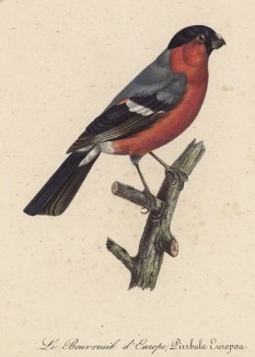 Снегирь европейский (лист из альбома литографий "Галерея птиц... королевского сада", изданного в Париже в 1822 году)