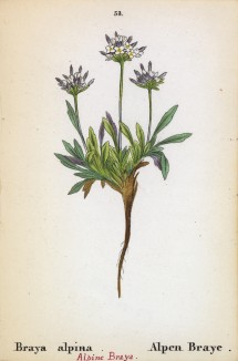 Брайя альпийская (Braya alpina (лат.)) (лист 53 известной работы Йозефа Карла Вебера "Растения Альп", изданной в Мюнхене в 1872 году)