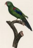 Ласточковый лори (лист 62 иллюстраций к первому тому Histoire naturelle des perroquets Франсуа Левальяна. Изображения попугаев из этой работы считаются одними из красивейших в истории. Париж. 1801 год)