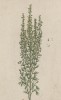 Белая нефорощь (Absinthium ponticum (лат.)) (лист 527 "Гербария" Элизабет Блеквелл, изданного в Нюрнберге в 1760 году)