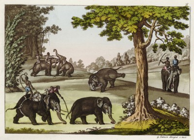 охота на слонов 2