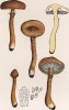 Лепиота амиантовая, Lepiota amianthina Scop. (лат.). Этот гриб считается съедобным, но невкусным (лат.). Дж.Бресадола, Funghi mangerecci e velenosi, т.I, л.19. Тренто, 1933