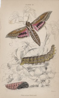 Бражник острокрылый (Sharp winged Hawk-moth (англ.)) (лист 10 тома XL "Библиотеки натуралиста" Вильяма Жардина, изданного в Эдинбурге в 1843 году)