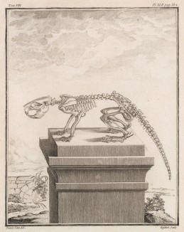 Скелет (лист XLIII иллюстраций к седьмому тому знаменитой "Естественной истории" графа де Бюффона, изданному в Париже в 1758 году)
