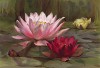 Зимостойкие кувшинки, или водяные лилии: розовая, огненная и хромателла (Hardy Water-Lilies: Carnea, Ignea, Chromatella). The Gardener's Assistant. Лондон, 1900