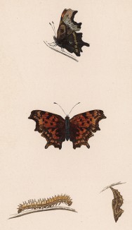Бабочка углокрыльница с-белое, или углокрыльница ц-белое (лат. Papilio C-album), её гусеница и куколка. History of British Butterflies Френсиса Морриса. Лондон, 1870, л.32