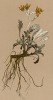 Крестовник седой (Senecio incanus (лат.)) (из Atlas der Alpenflora. Дрезден. 1897 год. Том V. Лист 469)