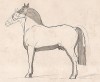 Пропорции чистокровной и ломовой лошади. The Book of Field Sports and Library of Veterinary Knowledge. Лондон, 1864