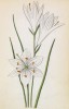 Венечник лилиаго (или простой) (Anthericum Liliago (лат.)) (лист 394 известной работы Йозефа Карла Вебера "Растения Альп", изданной в Мюнхене в 1872 году)