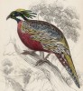 Фазан Euplocamus puchrasia (лат.) (лист 21 тома XX "Библиотеки натуралиста" Вильяма Жардина, изданного в Эдинбурге в 1834 году)
