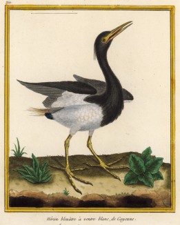 Южноамериканская цапля Ardea leucogaster (лат.) (из Table des Planches Enluminées d'Histoire Naturelle de M. D'Aubenton (фр.). Утрехт. 1783 год (лист 350))