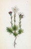 Камнеломка Бурсера (Saxifraga Burseriana (лат.)) (лист 164 известной работы Йозефа Карла Вебера "Растения Альп", изданной в Мюнхене в 1872 году)
