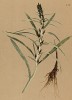 Сухоцветка норвежская (Gnaphalium norvegicum (лат.)) (из Atlas der Alpenflora. Дрезден. 1897 год. Том V. Лист 446)