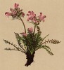 Мытник розовый (Pedicularis rosea (лат.)) (из Atlas der Alpenflora. Дрезден. 1897 год. Том IV. Лист 396)