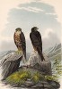 Алеты, или соколы Элеоноры, в 1/3 натуральной величины (лист XXIX красивой работы Оскара фон Ризенталя "Хищные птицы Германии...", изданной в Касселе в 1894 году)