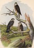 Три дербника в 1/3 натуральной величины. Дербник – самый маленький сокол в мире (лист XXX красивой работы Оскара фон Ризенталя "Хищные птицы Германии...", изданной в Касселе в 1894 году)