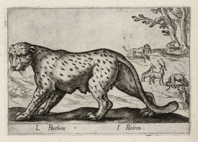 Пантера (лист из альбома Nova raccolta de li animali piu curiosi del mondo disegnati et intagliati da Antonio Tempesta... Рим. 1651 год)