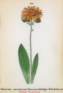 Ястребинка оранжево-красная (Hieracium aurantiacum (лат.)) (лист 243 известной работы Йозефа Карла Вебера "Растения Альп", изданной в Мюнхене в 1872 году)