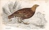 Горная куропатка (лат. Perdix Montana). Вильям Жардин, "Библиотека натуралиста". Эдинбург, 1840
