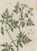 Вёх ядовитый (водяной болиголов) (Cicuta virosa (лат.)) — ядовитое растение семейства зонтичные, распространён в Европе (лист 451 "Гербария" Элизабет Блеквелл, изданного в Нюрнберге в 1760 году)