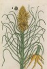 Асфодель (Asphodelus (лат.)) (лист 233 "Гербария" Элизабет Блеквелл, изданного в Нюрнберге в 1757 году)