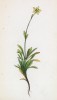 Камнеломка кавказская (Saxifraga Seguieri (лат.)) (лист 182 известной работы Йозефа Карла Вебера "Растения Альп", изданной в Мюнхене в 1872 году)
