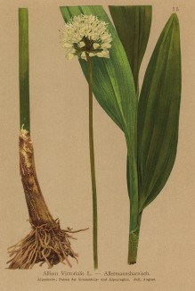 Лук победоносный (Allium Victorialis (лат.)) -- витаминная зелень, богатая аскорбиновой кислотой (из Atlas der Alpenflora. Дрезден. 1897 год. Том I. Лист 55)