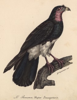 Американский ястреб (Ibycteus Leucogasterus (лат.)) (лист из альбома литографий "Галерея птиц... королевского сада", изданного в Париже в 1822 году)