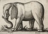 Слон (лист из альбома Nova raccolta de li animali piu curiosi del mondo disegnati et intagliati da Antonio Tempesta... Рим. 1651 год)