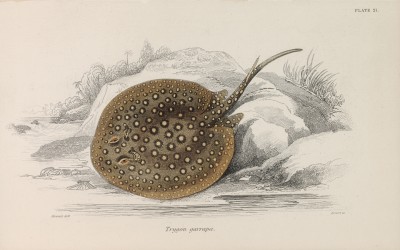 Скат речной (Trygon garrapa (лат.)) (лист 21 тома XL "Библиотеки натуралиста" Вильяма Жардина, изданного в Эдинбурге в 1860 году)