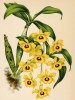 Орхидея DENDROBIUM SUAVISSIMUM (лат.) (лист DLXXIV Lindenia Iconographie des Orchidées - обширнейшей в истории иконографии орхидей. Брюссель, 1897)