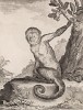 Серый сажу из семейства цепкохвостые обезьяны (лист V иллюстраций к пятнадцатому тому знаменитой "Естественной истории" графа де Бюффона, изданному в Париже в 1767 году)